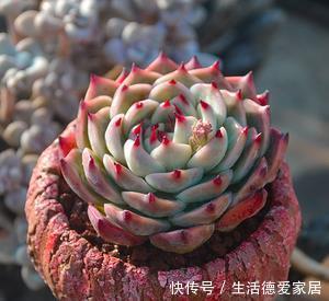 此款普货多肉,株型紧凑,长得肥嘟嘟,适合新手养!