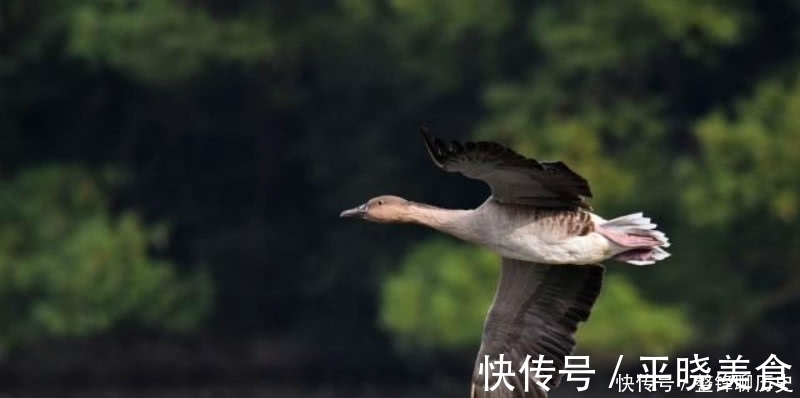 飞鸣@杜甫晚年一首表达孤独的诗,短短的几句,却把孤独描写得深入骨髓