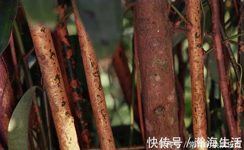 桂皮|桂皮和肉桂“长得很像”，实际上差别很大，买的时候要看仔细了