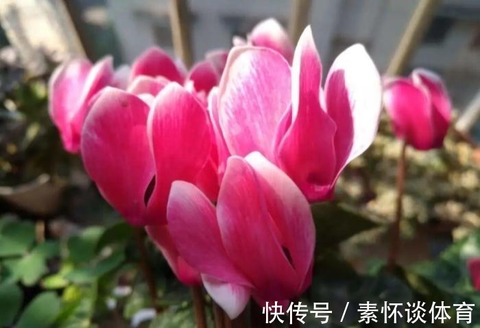 枯黄|家里有此7种花,少浇水不能晒,天热要休眠早看早知道