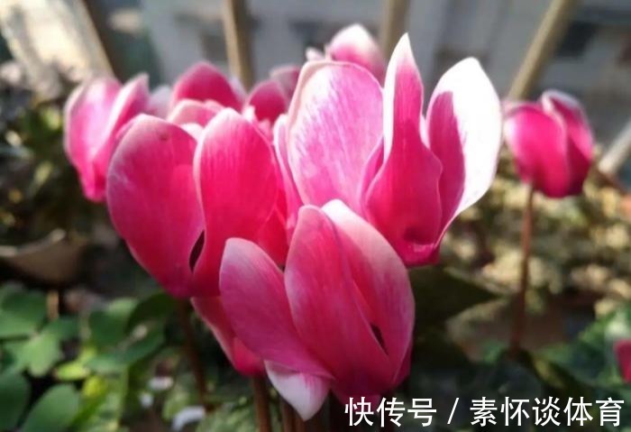 枯黄|家里有此7种花，少浇水不能晒，天热要休眠早看早知道