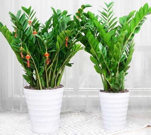 发财树|客厅里的发财树扔了吧，新型寓意植物，养一盆财运亨通