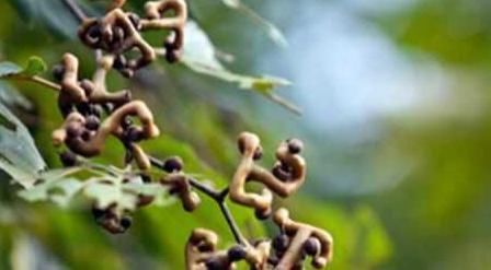 盘点农村随处可见的8大美食,也许你只看到过它们菜盘上的样子!