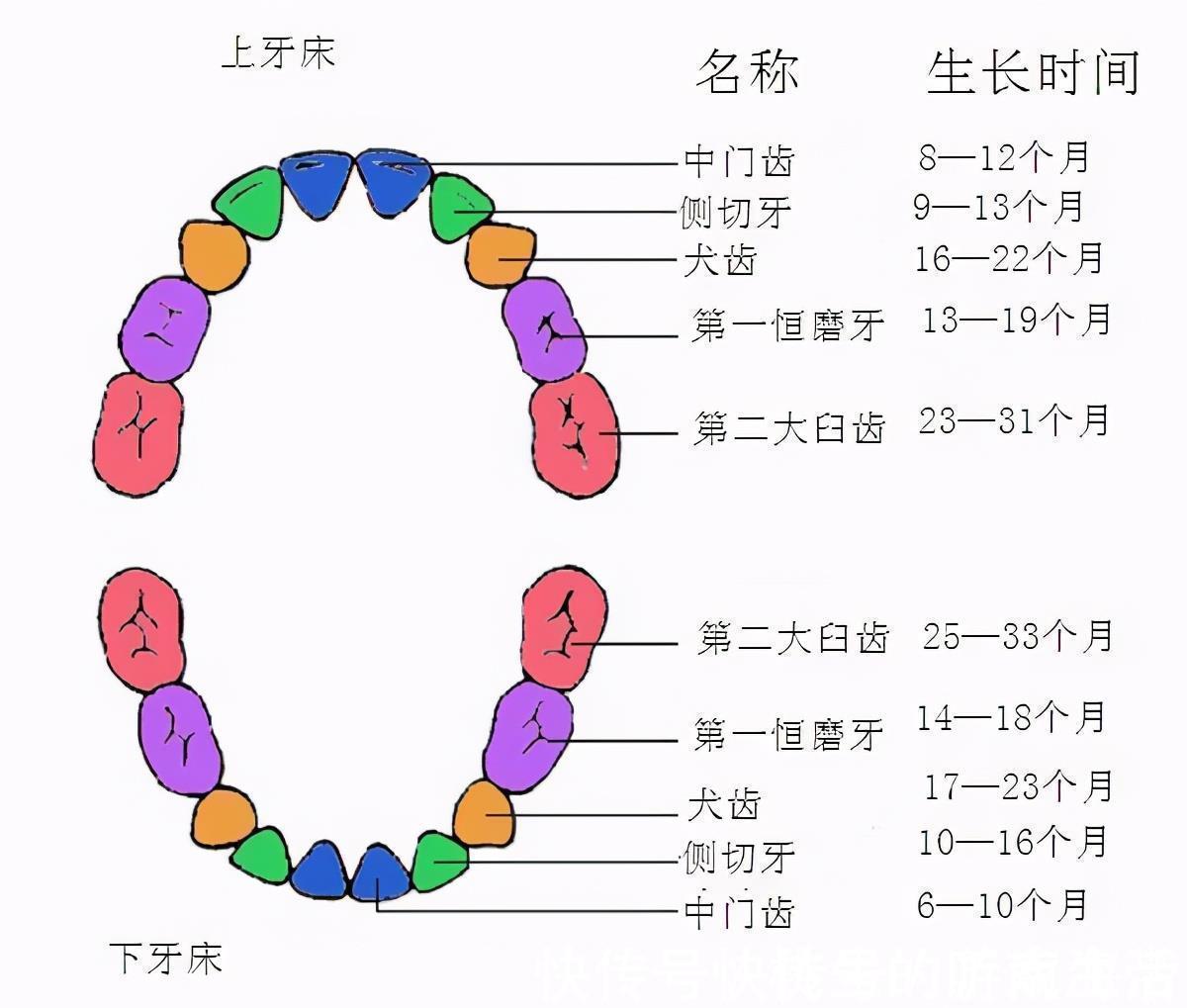乳牙|没长牙就不需要添加固体食物?错,娃到了这个月龄,该加还得加
