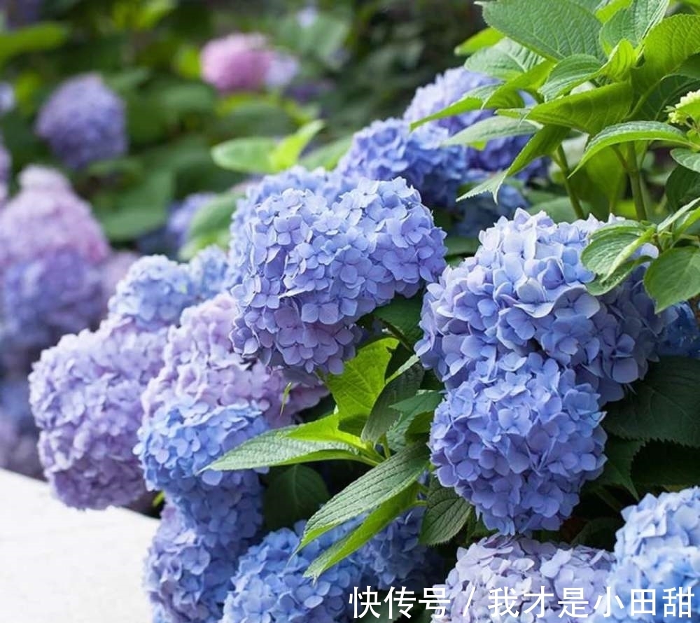 养花试试这几款,浇水过多容易腐烂,必须确保合理的通风