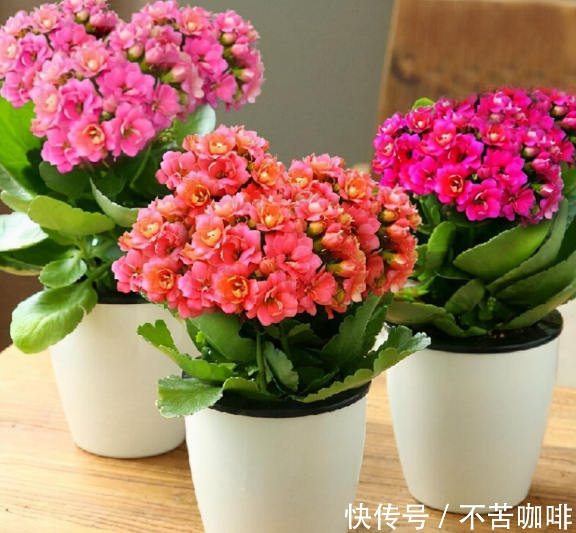 7种花特怕冷,一降温就容易死,再不管只剩盆