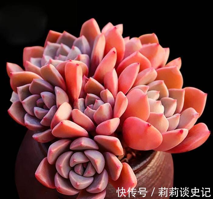 发现邻居阿姨家1种“普货”多肉,那叫一个精致,分享给大家看看