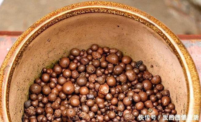 花盆里加点这个,不烂根不黄叶,轻松养满盆