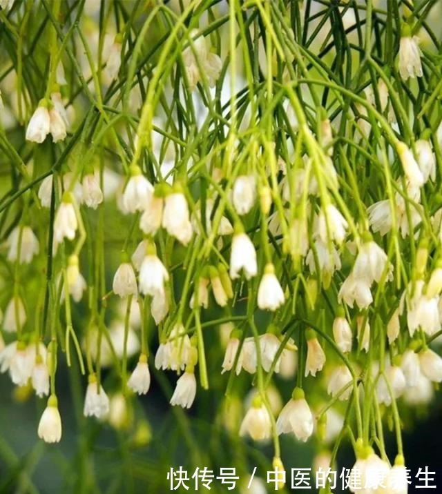 别养绿萝了,这20种耐阴植物,养在家里更合适!