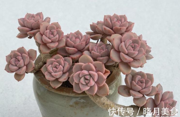 多肉红粉佳人看似普通,但我们要养出自信,因为它的老桩真的很美