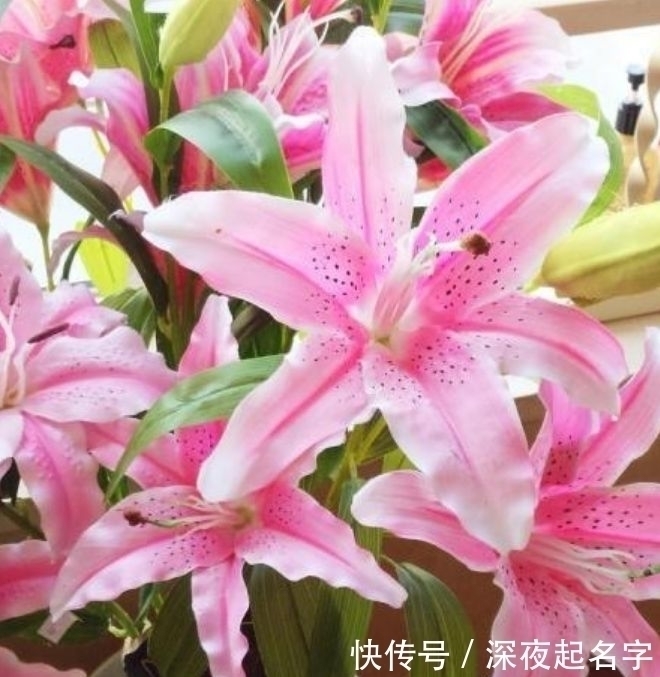 枝条|这几款植物养在家里，一年四季开花不断，花大色艳很漂亮