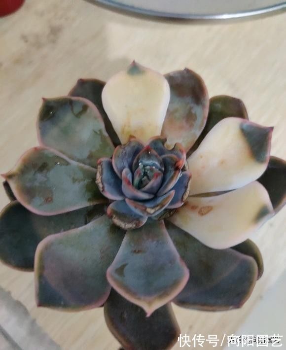 变异|3类多肉不要买,锦化,缀化,药锦,看起漂亮,死亡率很高