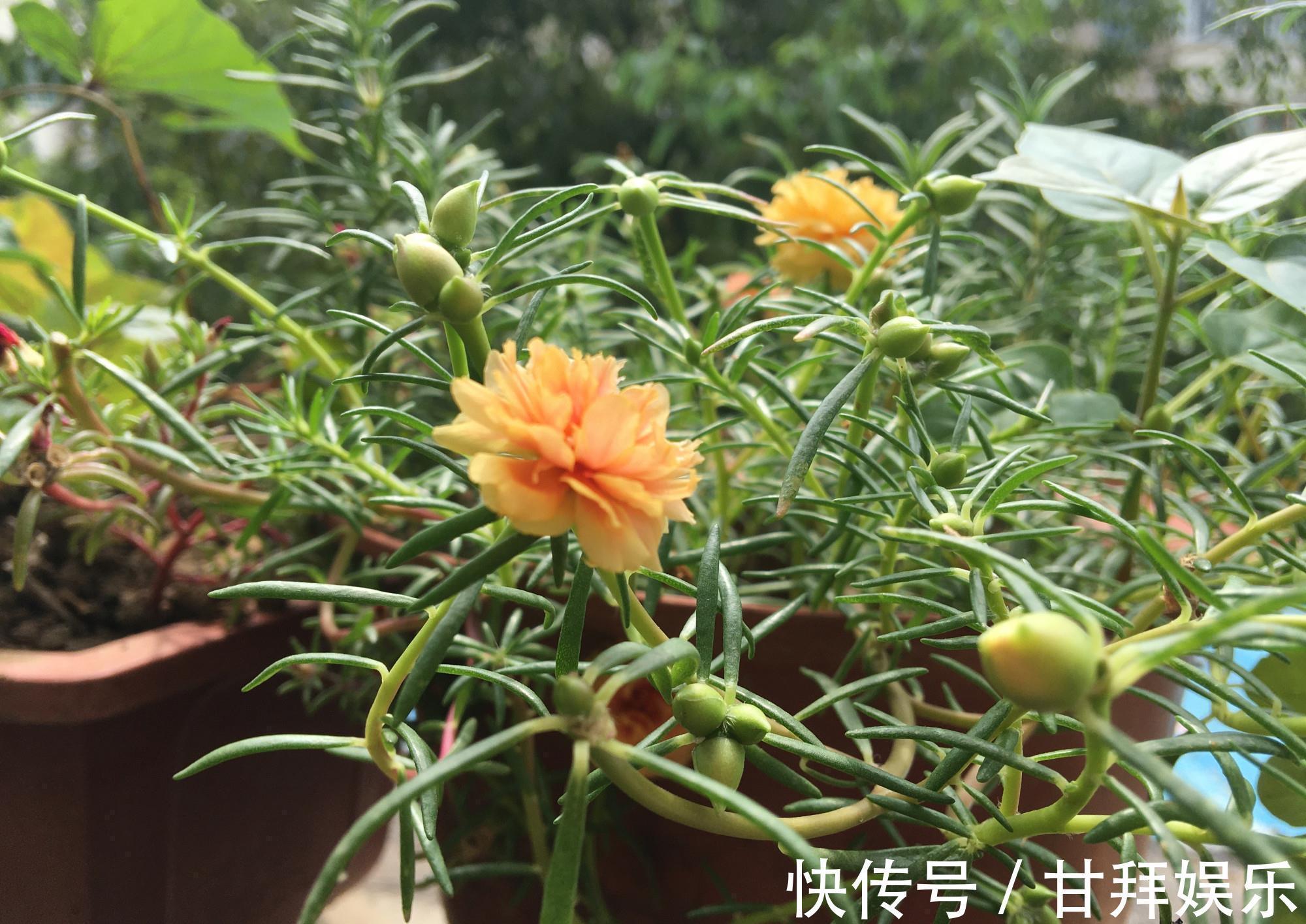 阳台|太阳花怎么过冬？用一种方法，顺利过冬，来年开花更多更美