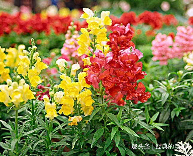 龙口花|此花因其型而得名,形态优美花色艳丽,寓意有金有余繁荣昌盛