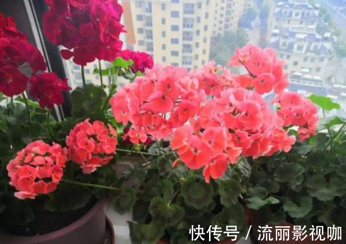 君子兰花|家里有此7种花，少浇水不能晒，天热要休眠早看早知道