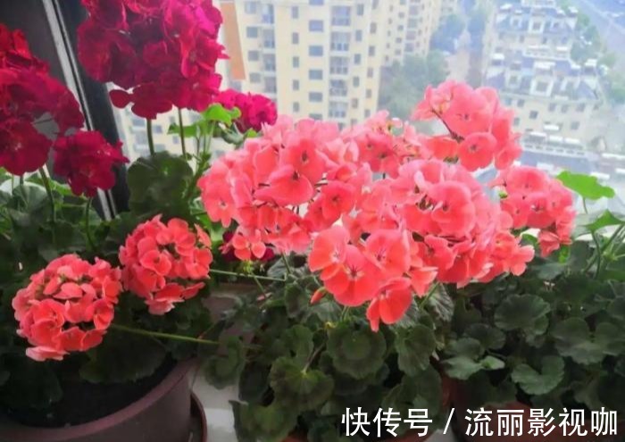 君子兰花|家里有此7种花,少浇水不能晒,天热要休眠早看早知道