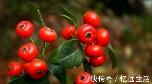板栗|会吃的女性皮肤好,推荐这些食物,排毒减肥,养颜护肤,好处多多