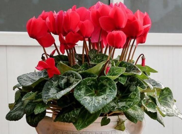 凤仙花|4种花养家里 ,沾土就活,轻松花开爆盆,一养就上瘾!