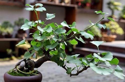 3种漂亮盆景,2年长成老桩,高端大气上档次,是家庭盆栽佳品