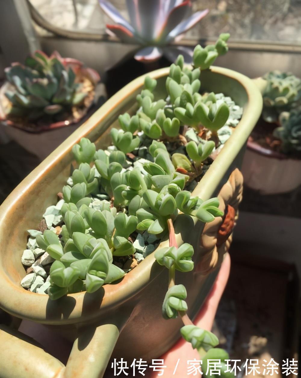 壮观|5种常见的多肉秀美又壮观,养护时,一定要避开这几个雷区