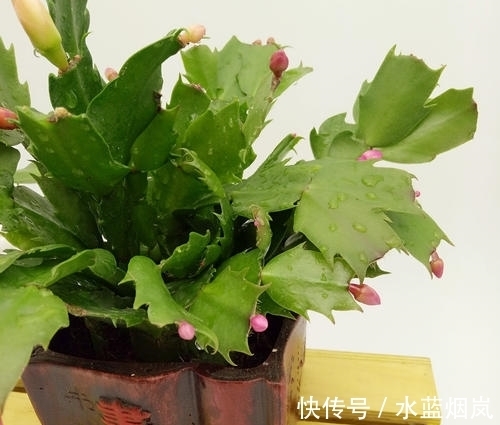 磷酸二氢钾|张大妈入秋养蟹爪兰,用“这招”,不但长得快,而且开花多