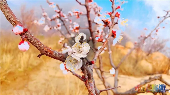 万亩桃花！北京这个地方已经美出天际了，假期去正好！