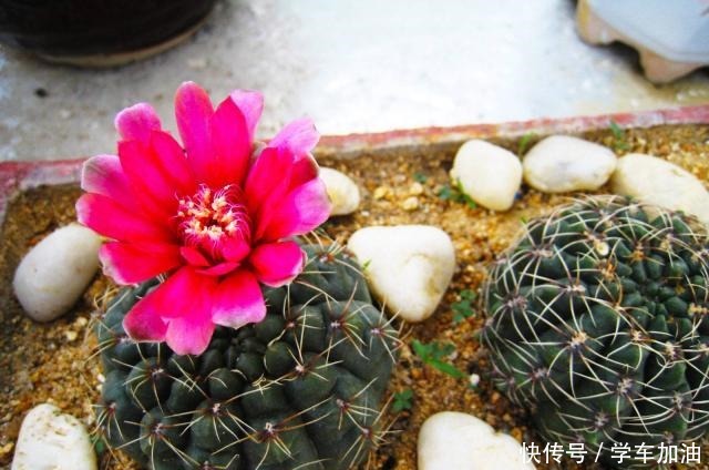 新人养仙人球,老花匠教你5招,不仅长得快、而且开花鲜艳又大朵!