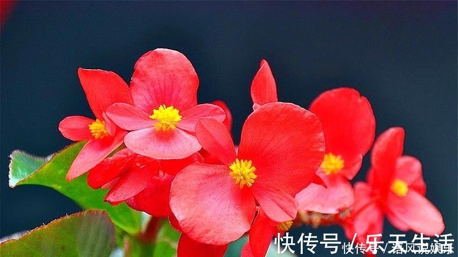 香气|养花就养此4种，比绿萝好养，花开一朵，满屋子香气