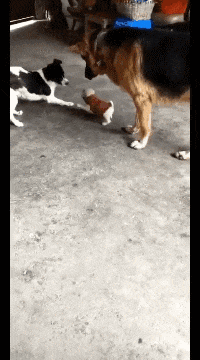 |搞笑GIF:厉害了,这样撩妹才叫帅!