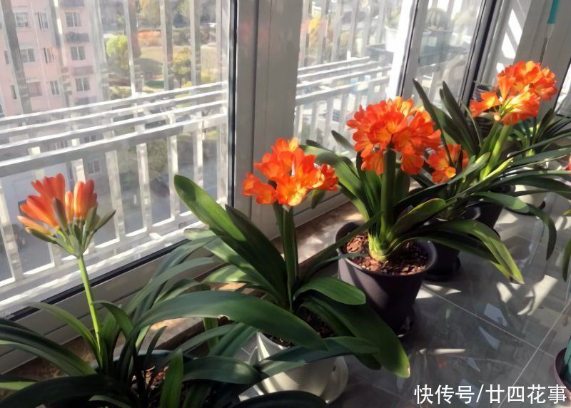 老手|冬天养君子兰,这件事新手不知道,老手易忽略,做好根壮花美