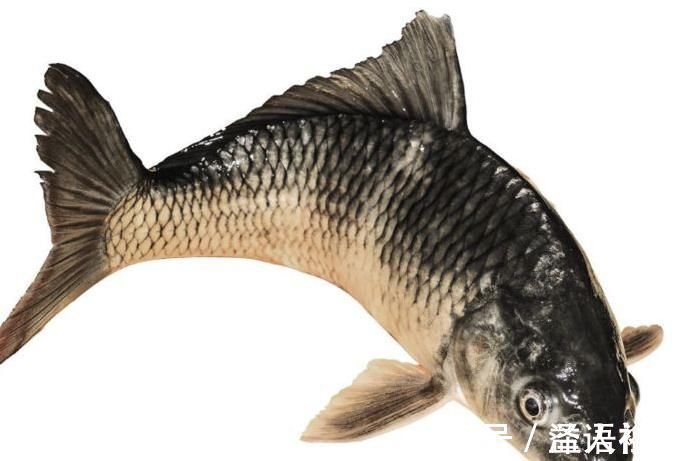 神经递质|3种食物又称“补脑王”,最好越吃越聪明,收藏给孩子家人吃