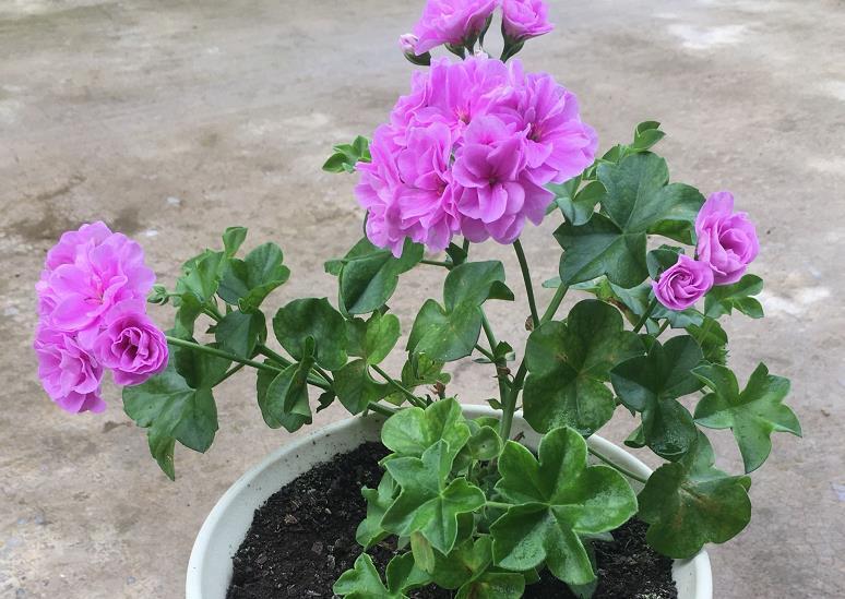 夏日|养夏日玫瑰(天竺葵),注意4点,一年四季开花,格外漂亮