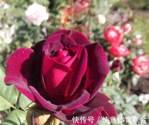 灌木|浓香月季品种大盘点，20个强香品种图文介绍。种一颗满屋飘香！