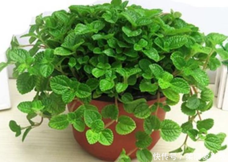 阳台上|最适合新手养的4种花，镇宅又旺财，家里更清新，养在客厅上档次