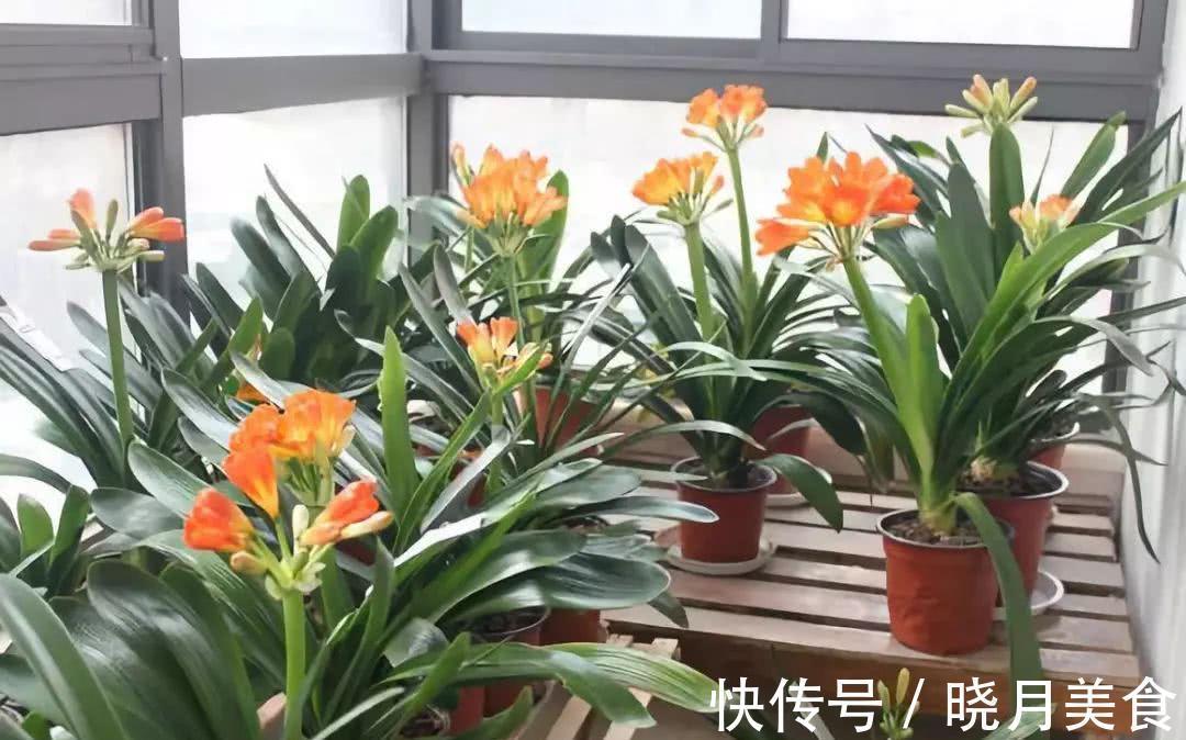 龟背竹|5种“大盆花”适合养客厅,旺家有格调,吉祥好养,易成“老桩”