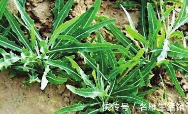 美味|养生最该吃的几种野菜，比吃肉鲜，比吃补药大补，纯天然绿色美味