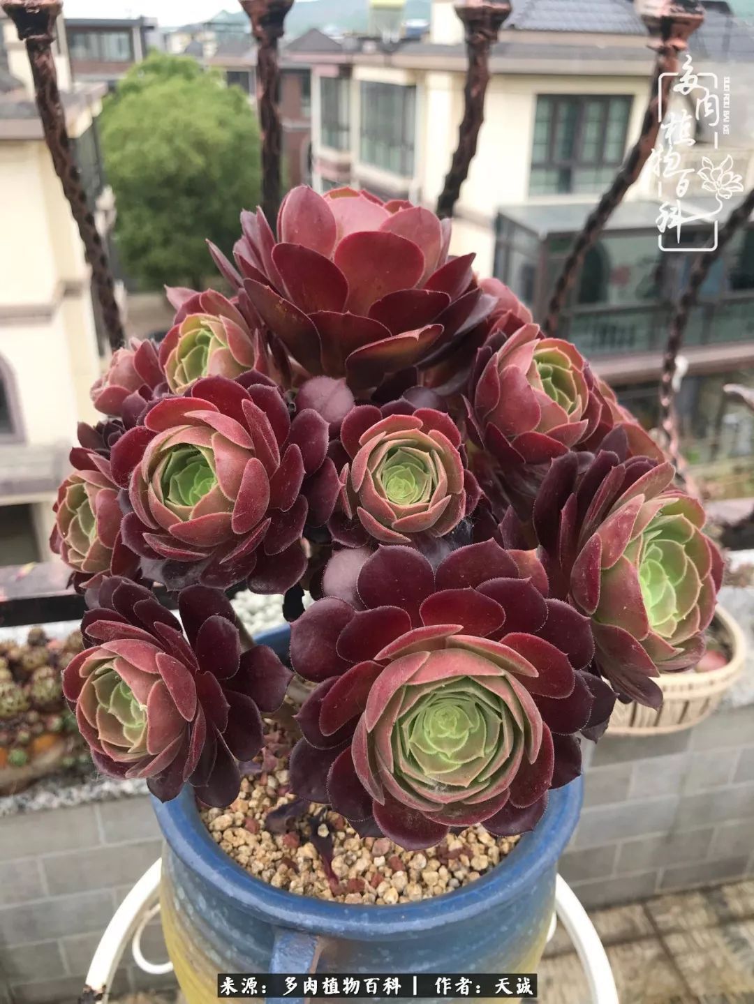 吃饱喝足，包邮区的多肉养精蓄锐准备渡劫！