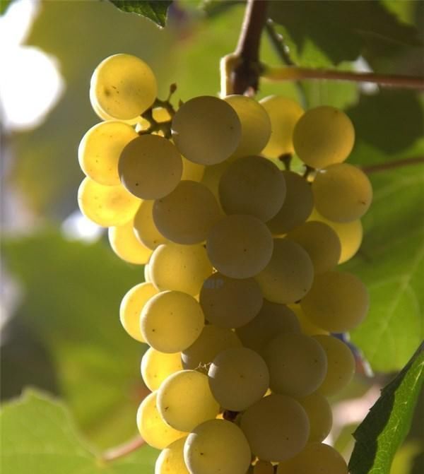 每天吃一把“葡萄干”,3個(gè)好處不請(qǐng)自來(lái),養(yǎng)生又長(zhǎng)壽老人都愛(ài)吃