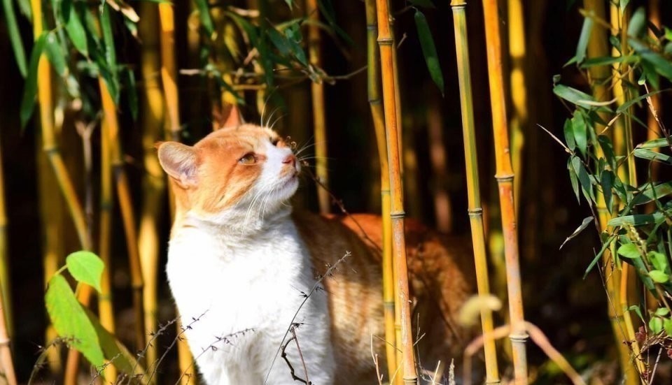 下联$千古绝对 上联“猫儿竹下乘凉,全无暑气”,纪晓岚对出经典下联