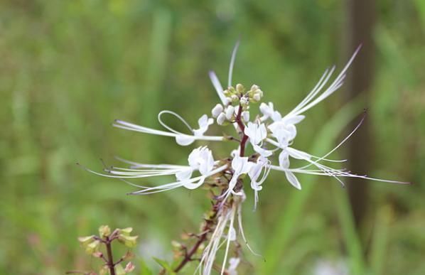 中年|农村俗称“肾草”，遇到赶紧挖回家，如今很稀少，是打结石良药