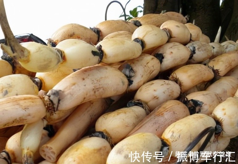 红薯叶|入秋后,大鱼大肉靠边站,多吃“秋天5宝”,应季而食安稳过秋