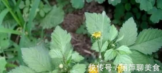 针草|山野常见的“鬼针草”,最爱粘衣服,烦人的很,却是“治病良药”