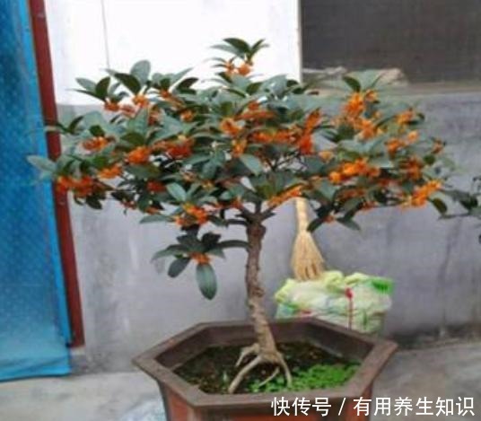 “这种树”养阳台,秋季就能开花,比香水还香,放哪都是一道风景!