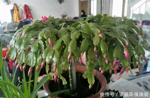 开花|蟹爪兰迟迟不肯开花,遇到这种情况,这几点需要格外注意