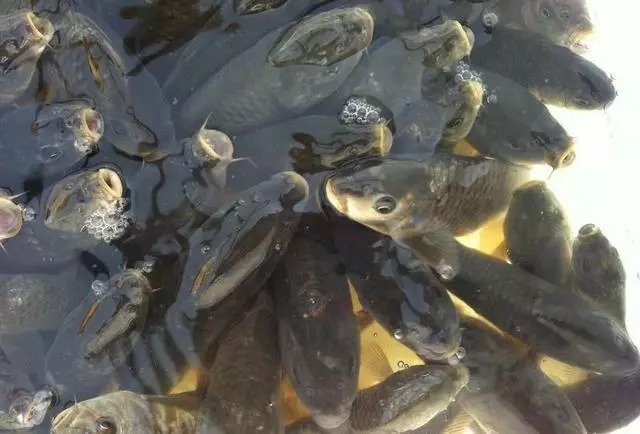 大鱼都藏在这几个窝点，下竿就能上鱼，钓鱼高手都不轻易吐露