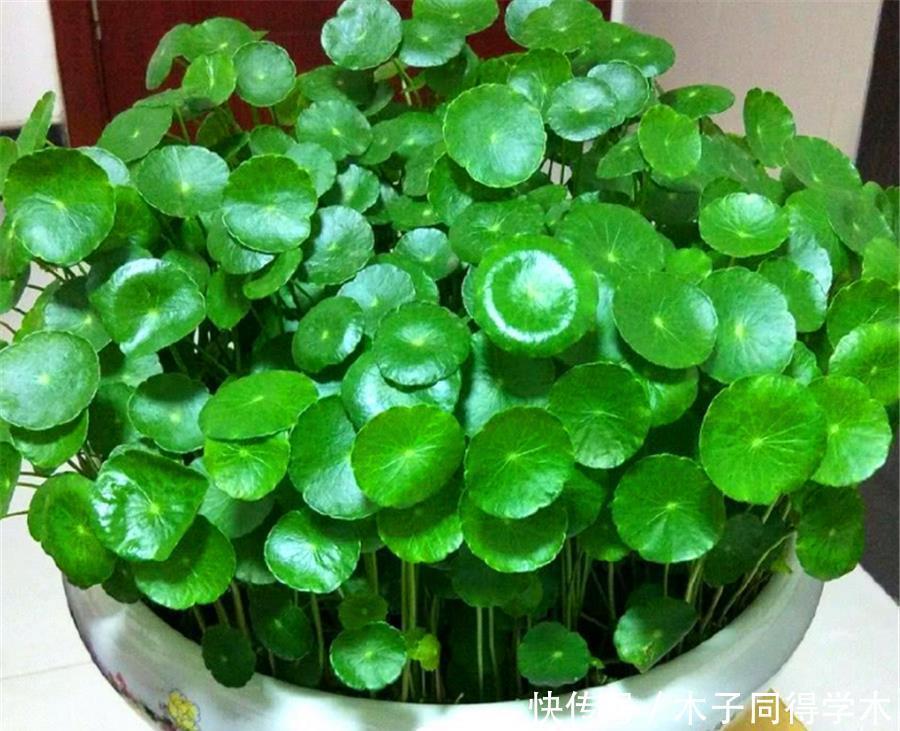 夏天|夏天铜钱草有“3怕”,难怪叶子发软没光泽,学会了碧绿光亮