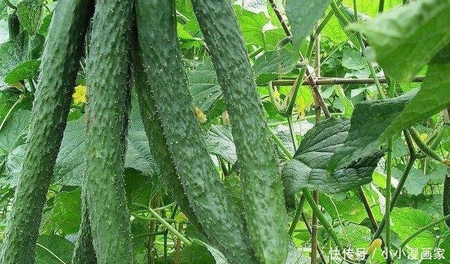 冬天常食黄瓜营养又健康,但不宜和此物同食,现在了解还不晚