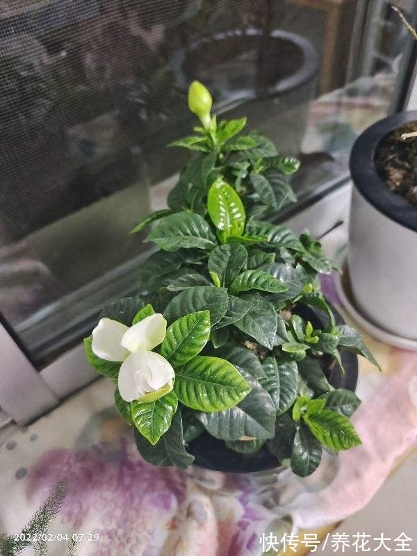 6种花是“醋坛子”，两个星期一杯醋，叶子油绿花开爆