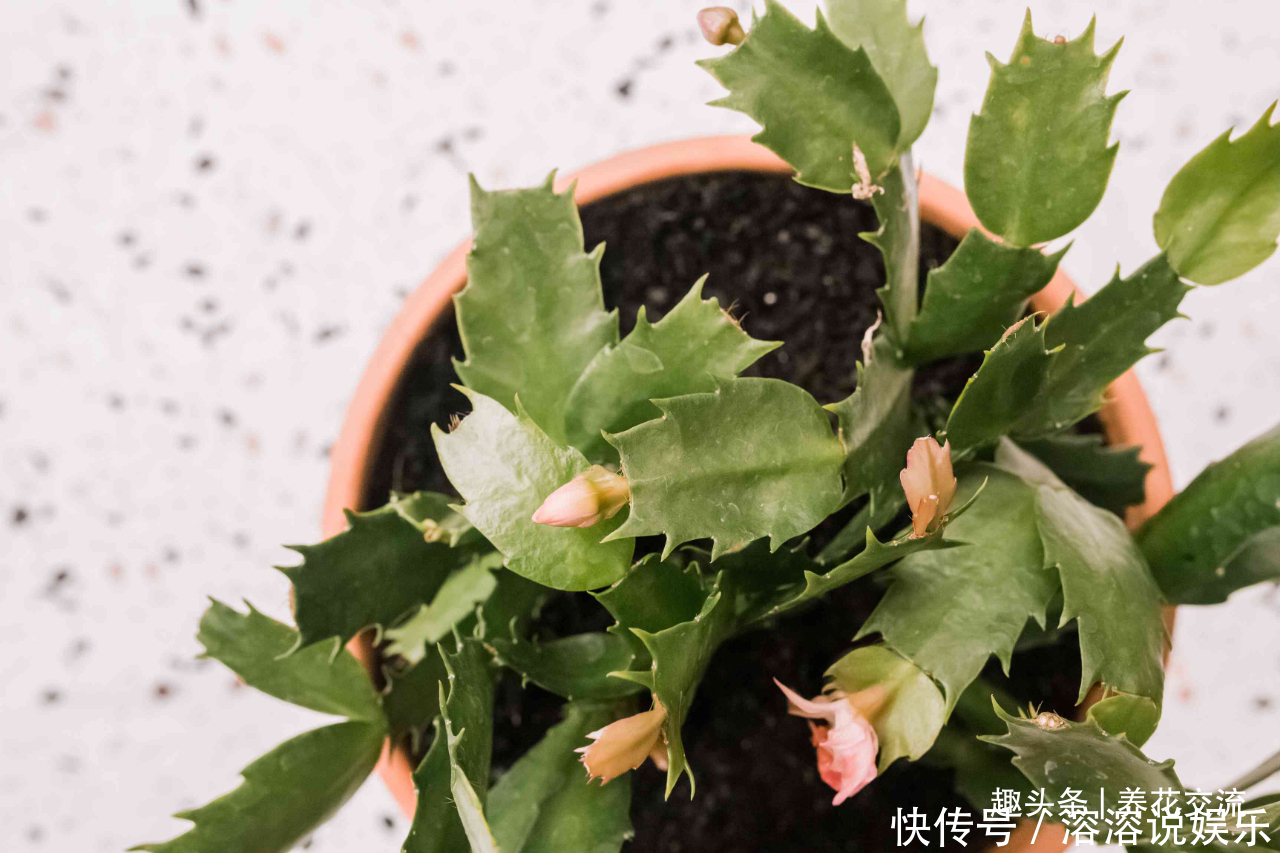 花盆|养盆栽蟹爪兰掌握10点就足够,看完就知道为啥叶子干瘪、不开花