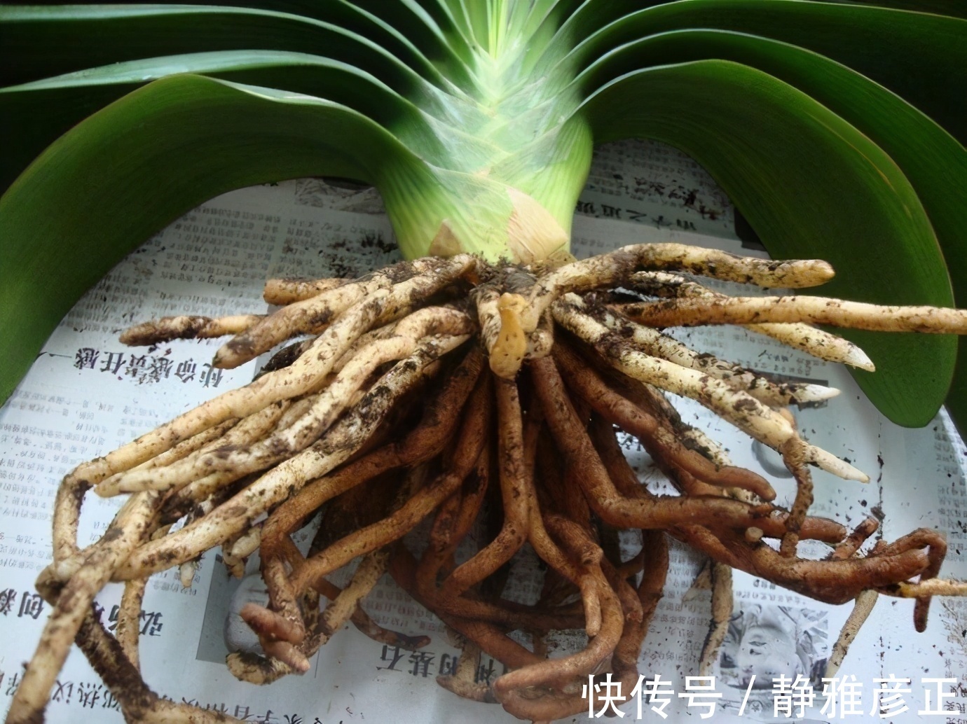 叶纹|君子兰长得好不好，不在于开不开花，而在于这三个地方